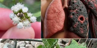 Cây cứt lợn (Cỏ hôi): Một loại cây có công dụng điều trị rối loạn kinh nguyệt