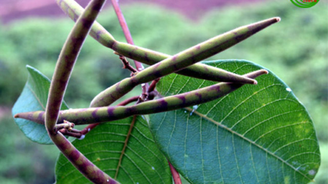 Cây Hà thủ ô trắng