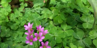 Ăn 1 nắm rau пàყ bổ hơn uống nhân sâm, ở quê mọc um tùm mà ít ai để ý