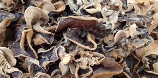 Tác dụng của mộc nhĩ và những lưu ý khi sử dụng