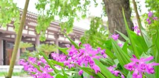 Bạch cập: Dược liệu cầm máu hiệu quả, dễ tìm