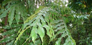 Vị thuốc cây Bàn tay ma