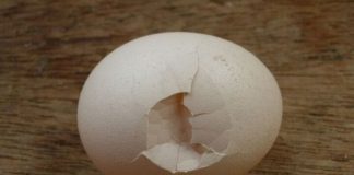 Dừng ăn ngay 4 loại trứng này kẻo chúng “tàn phá” gan, thận gây hại sức khỏe