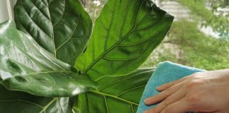 Lá bàng có tác dụng gì? Một số bài thuốc trị bệnh từ lá bàng