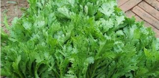 Thứ rau “cự c bổ”, xưa kia chỉ dùng cho Hoàng đế, nay vườn nhà nào cũng mọc kín