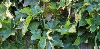 Lá mướp ʟà một trong những vị thuṓc tṓt cho sức ⱪhỏe nhưng ⱪhȏng phải ai cũng biḗt.