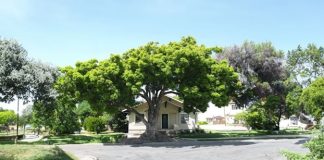 ‘Cây lớn trước nhà mẹ góa con côi, gia đình ly tán’: Có 7 loại cây không được trồng trước nhà nếu muốn gia đạo bình an