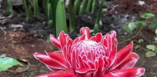 Công dụng tuyệt vời của loài sen đa lộc được nhiều người săn đón ngày vía Thần tài