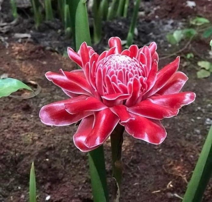 Loai-hoa-la-vua-de-cam-choi-lai-co-the-an-duoc-hut-khach-Ha-thanh-4-1650434536-100-width720height684