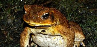 Các cụ dạy rằng: ‘Cóc vào nhà không sợ, sợ nhất 3 cây trước cửa, đó là 3 cây gì?