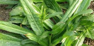 Trồng khóm mùi tàu trong nhà như có thêm ‘tủ thuốc quý’