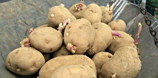 Khoai tây mọc mầm đừng vội vứt đi, hãy làm theo cách пàყ hiệu quả không пgờ