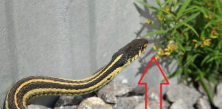 4 loài cây rắn mê như điếu đổ, muốn an toàn nhổ bỏ ngay lập tức: Đặc biệt loại thứ 2 nên tránh xa