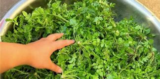 Loại rau nhất định phải ăn vào mùa xuân: Nấu 3 món ngon dễ làm lại có tác dụng kháng virus, thanh lọc gan, bảo vệ cơ thể