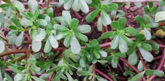 3 loại rau “trường thọ” cả thế giới săn lùng, Việt Nam mọc đầy vườn nhưng ít người hái