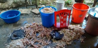 ‘Phát ói’ công nghệ làm nem chua Thanh Hóa: Từ nay không còn dám ăn nữa