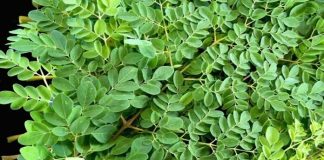 Loại rau phá hủy hơn 90% tế bào u;ng t;h;ư trong vòng 48h mà người Việt cứ ngỡ là rau dại mọc đầy đường