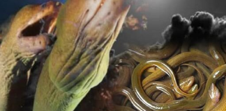 Các cụ dặn: ‘Dù nghèo đến đâu cũng không nên ăn lươn trông trăng’, lươn trông trăng là thứ gì?