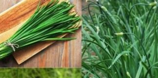 Bật mí loại rau bổ hơn thịt, cắm xuống đất là tươi tốt mà ít người biết để ăn