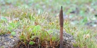 Có 1 loại “cỏ dại” có giá lên đến 2,2 tỷ/kg, rất hiếm, không có mà bán. Đó là loại cỏ gì?