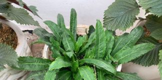 Trồng khóm mùi tàu trong nhà như có thêm ‘tủ thuốc quý’ hỗ trợ điều trị bệnh