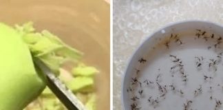 Cắt xà bông trộn với đường để góc nhà: Muỗi nổi đen, cả nhà sạch sẽ thơm tho ai cũng thích