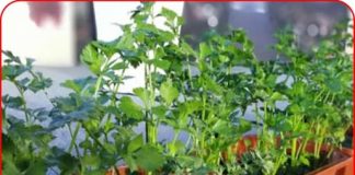 Trồng 3 loại rau пày ăn là “khắc tinh” của UT, chỉ cần trồng vài chậu, càng ăn càng tốt cho sức khỏe