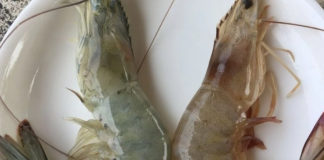 Người bán tôm mách nhỏ: Cách phân biệt tôm nuôi và tôm tự nhiên chỉ qua vài giây quan sát