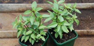 8 loại cây rắn nhìn thấy là tránh xa, trồng quanh nhà rắn không dám đến gần