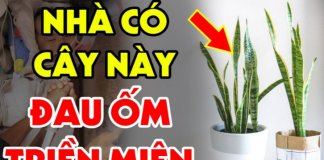 Tuổi này cực đại kỵ với cây Lưỡi Hổ: Dù chỉ trồng 1 cây trong nhà cũng nghèo, tiền của đội nón ra đi sạch