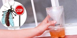 Trời nồm muỗi nhiều, đặt bát nước này trong phòng, muỗi nhiều mấy cũng bay xa, cả đêm ngủ ngon giấc