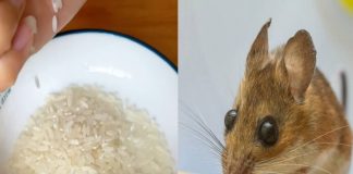 Cách đuổi cả đàn chuột chỉ bằng một nắm gạo, không cần dùng các loại bả độc hại