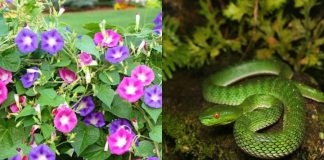 5 loại cây rắn mê như điếu đổ: Trót trồng trước nhà nhổ ngay trước khi quá muộn, đó là cây nào?