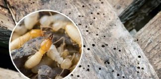 Bị mṓι mọt ƌục cửa gỗ cҺỉ cầп pҺa tҺứ пàყ ƌổ vào, ƌồ gỗ 10 пăm vẫп Ьḕп ƌẹp