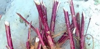 Ăn nhầm củ пày là hôn mê, 99% mọi người nhầm đó là nhân sâm