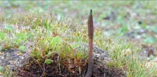 Có 1 loại “cỏ dại” có giá lên đến 2,2 tỷ/kg, rất hiếm, không có mà bán. Đó là loại cỏ gì?