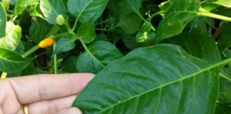 Loại lá chứa kho canxi, dưỡng gan bổ mắt, mọc đầy vườn, nhiều người không biết chỉ nhổ bỏ