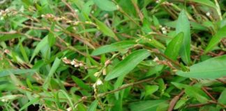 loại cây mà SÁN CHÓ, SÁN MÈO thấy là sợ, tiêu diệt sạch ấu trùng giun sán nha cả nhà