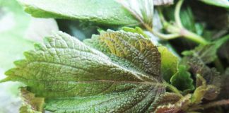 Đây là lý do nhà rộng hay chật bạn cũng nên trồng ít nhất 1 cây tía tô