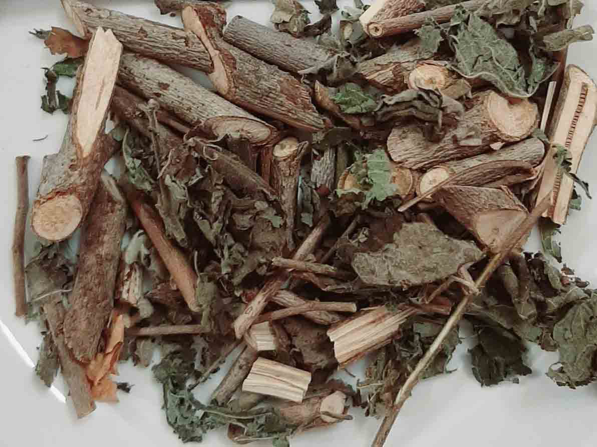 cây an xoa trị bệnh