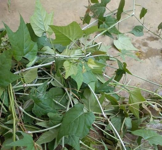 Cây chìa vôi và những tác dụng đối với sức khỏe