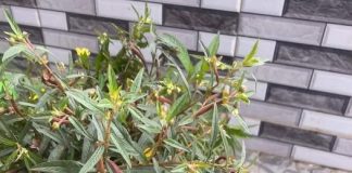 Công dụng của cây rau mương