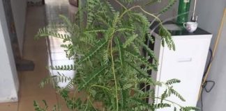 Cây chó đẻ răng cưa: Thảo dược quý mang đến nhiều công dụng