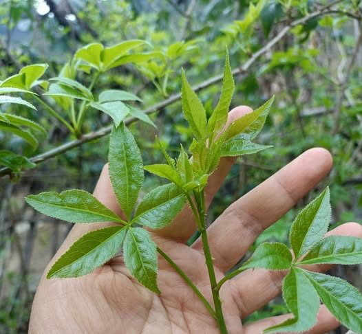 Cây Ngũ gia bì có tác dụng gì?