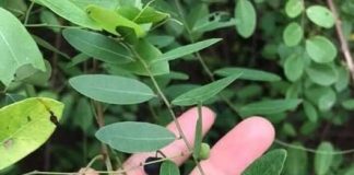 Cây phèn đen chữa bách bệnh là những bệnh nào?