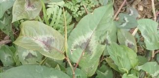 Cây thồm lồm: Tiềm năng chữa bệnh từ vị thuốc thồm lồm