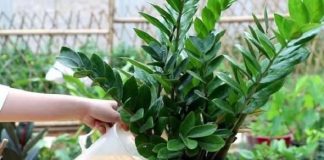 Loài rau mọc dại xưa nghèo mới ăn hóa ra vừa mát vừa bổ, ăn 1 lần nhớ cả đời