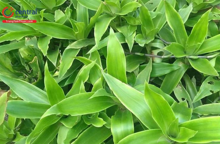 Các công dụng của cây lược vàng