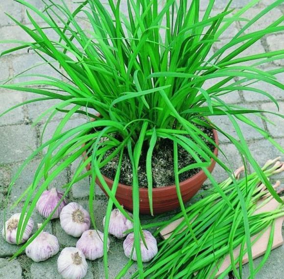  loại rau bổ hơn thịt