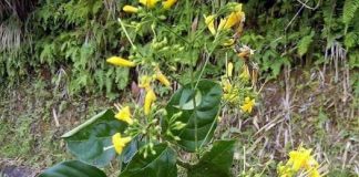 Lá ngón: Chất độc chết người ở vùng núi và cách cấp cứu ngộ độc lá ngón hiệu quả